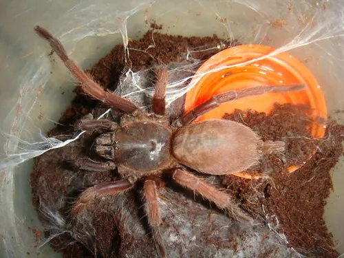23462 tarantula seller reviews philippines