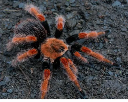 23462 tarantula shipping philippines