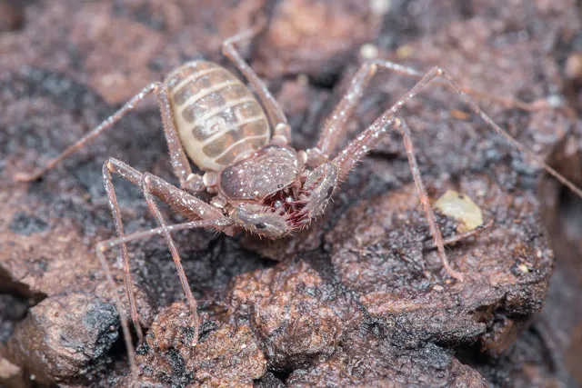 23462 tarantula species philippines