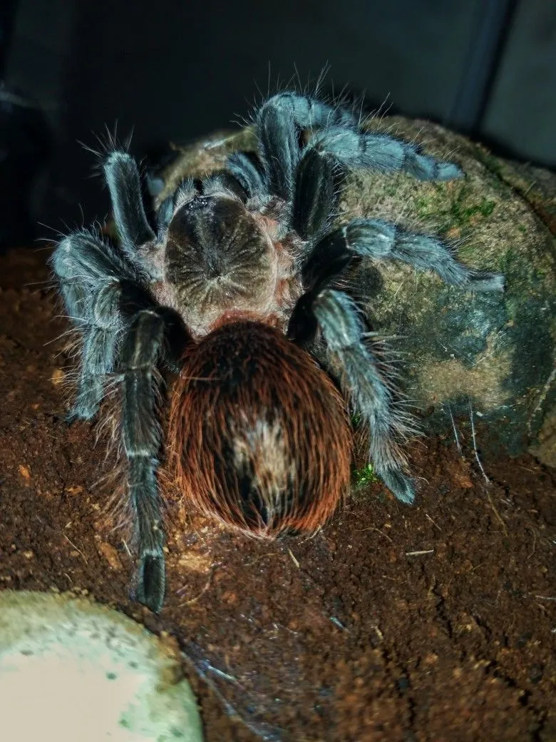 23463 choosing tarantula species
