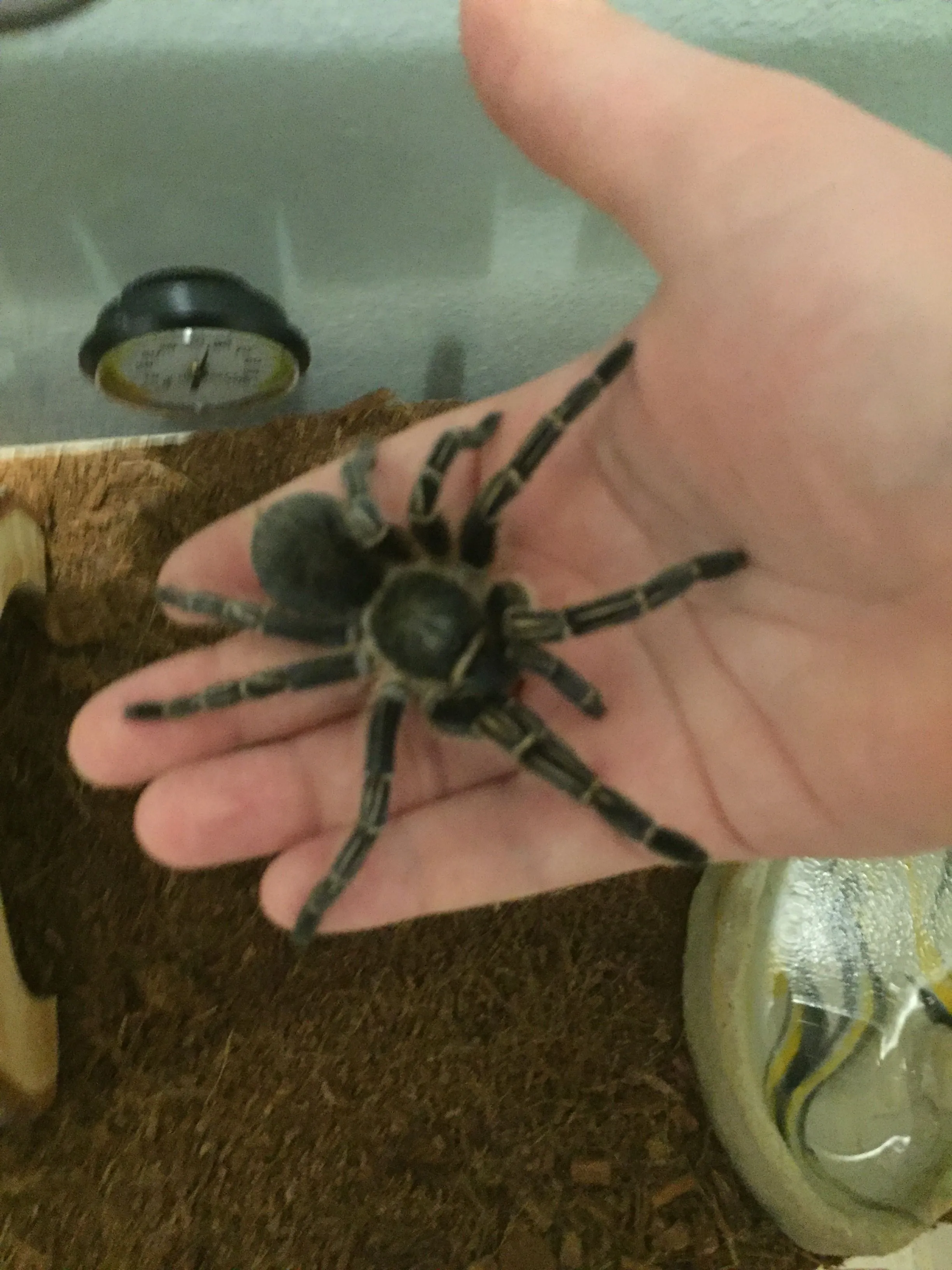 23463 handling tarantula