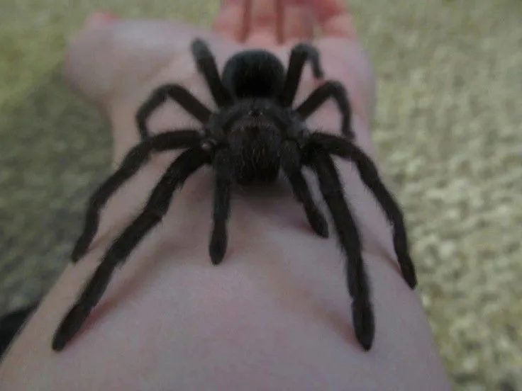 23463 tarantula feeding