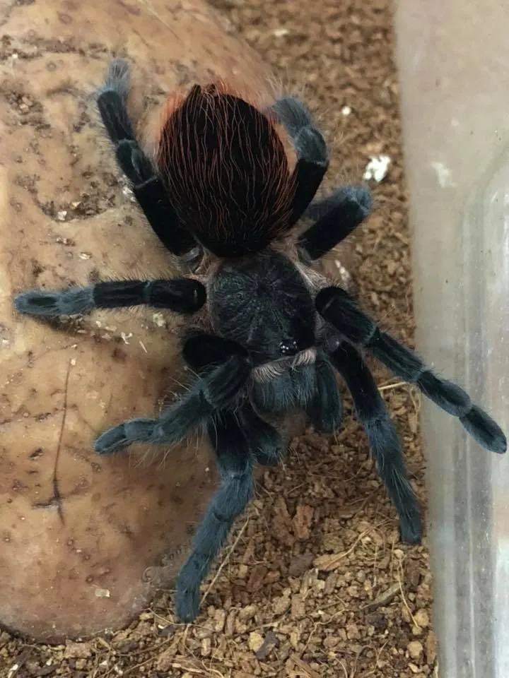 /img/23463-tarantula-molting.webp