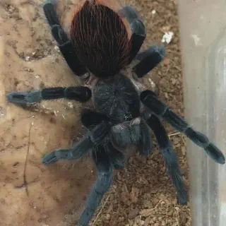 /img/23463-tarantula-molting.webp