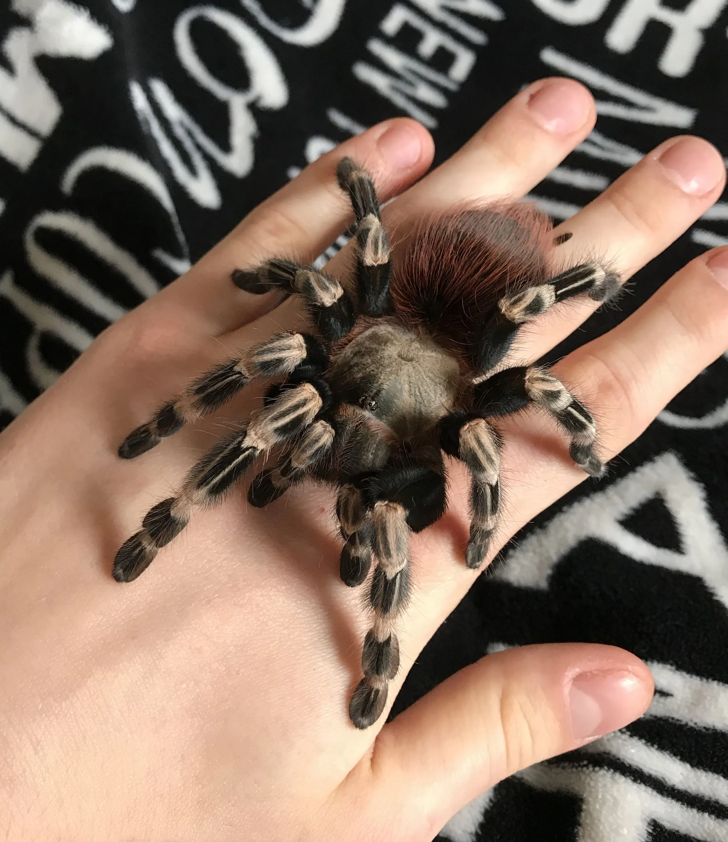 23463 tarantula terrarium