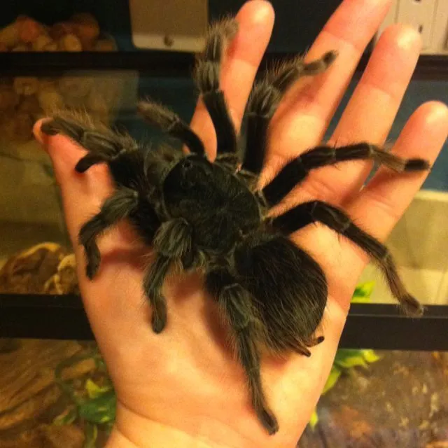 23463 tarantula water dish