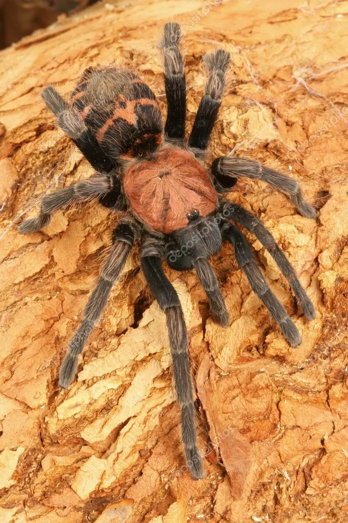 /img/23464-costa-rican-tiger-rump-tarantula-breeding.webp