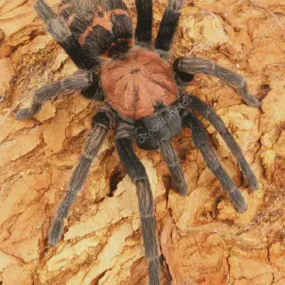 /img/23464-costa-rican-tiger-rump-tarantula-breeding.webp