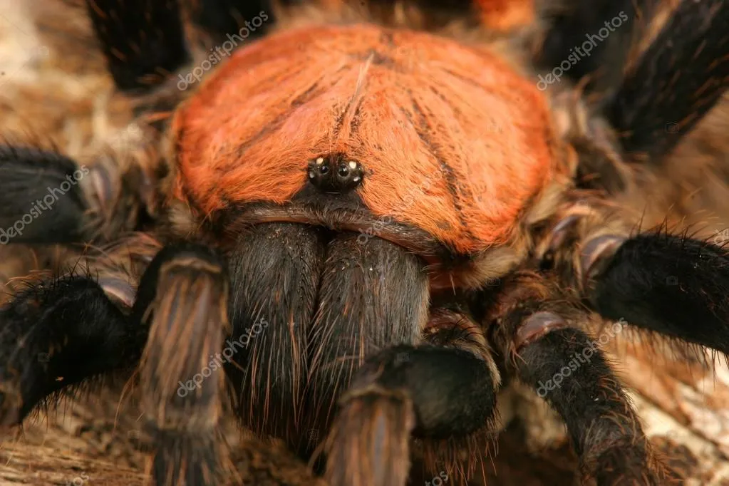 23464 costa rican tiger rump tarantula defensive
