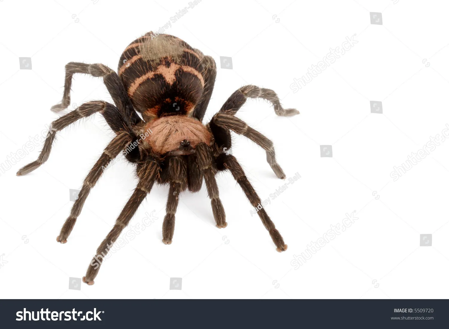 23464 costa rican tiger rump tarantula feeding