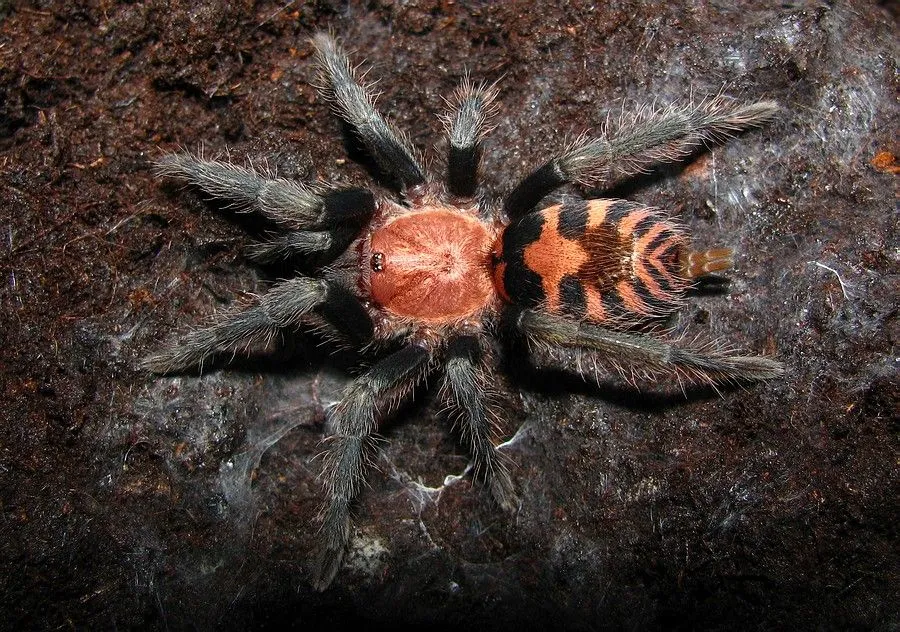 23464 costa rican tiger rump tarantula habitat