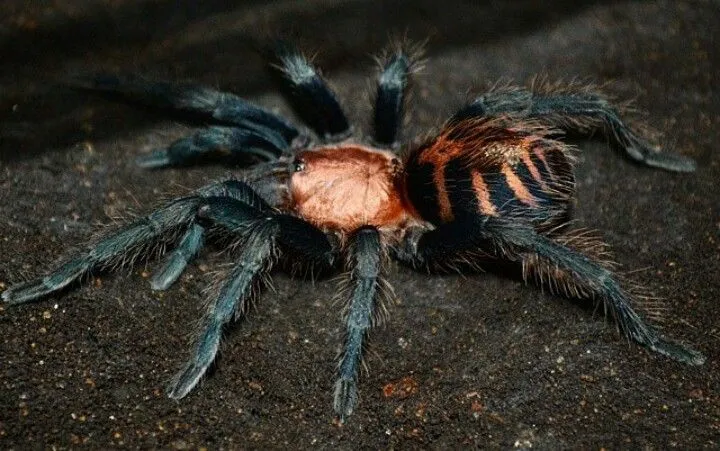 23464 costa rican tiger rump tarantula handling