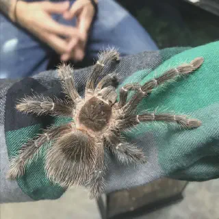 /img/23465-tarantula-habitat-decor.webp