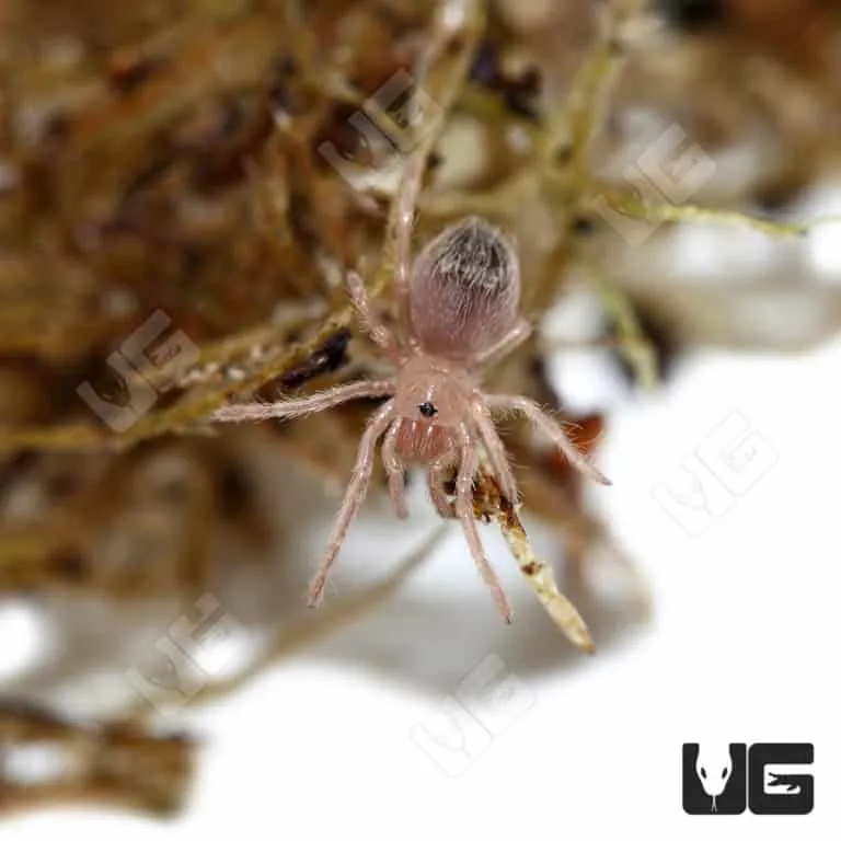 23468 tarantula feeding under red led