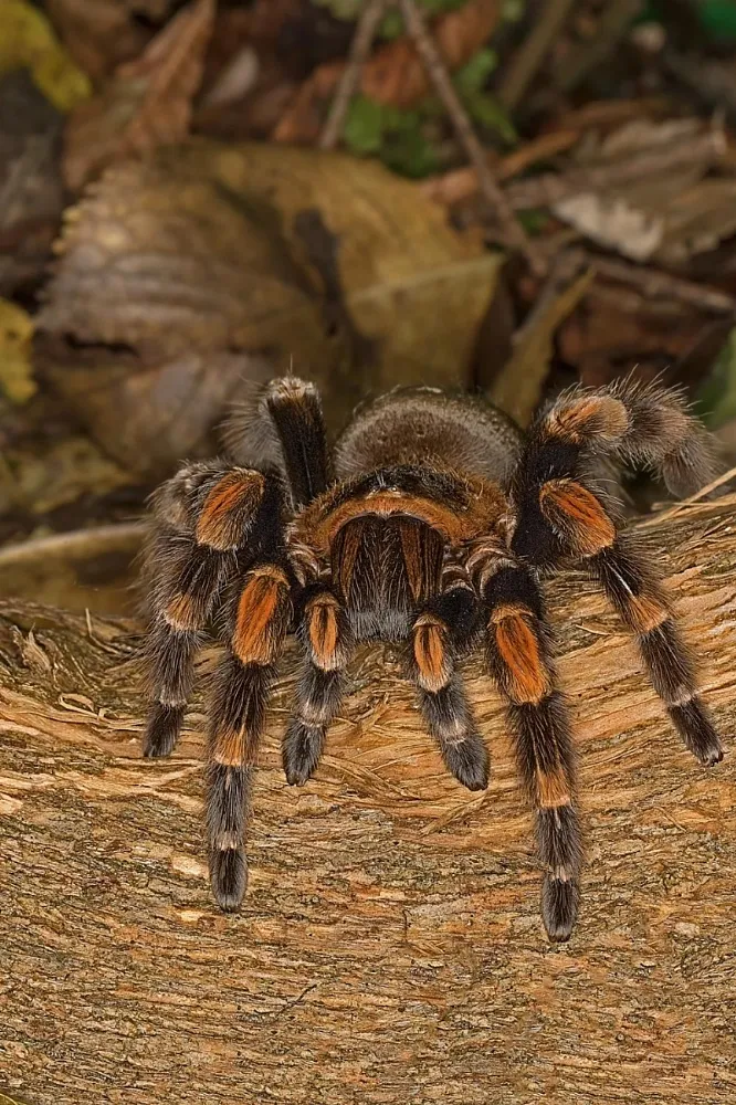 23468 tarantula molting process
