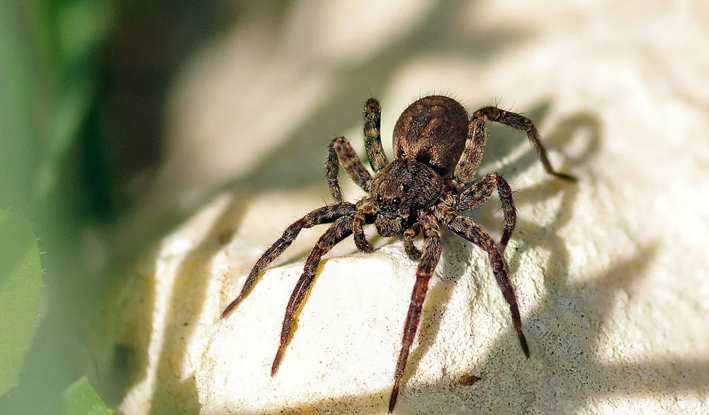 23469 healthy tarantula