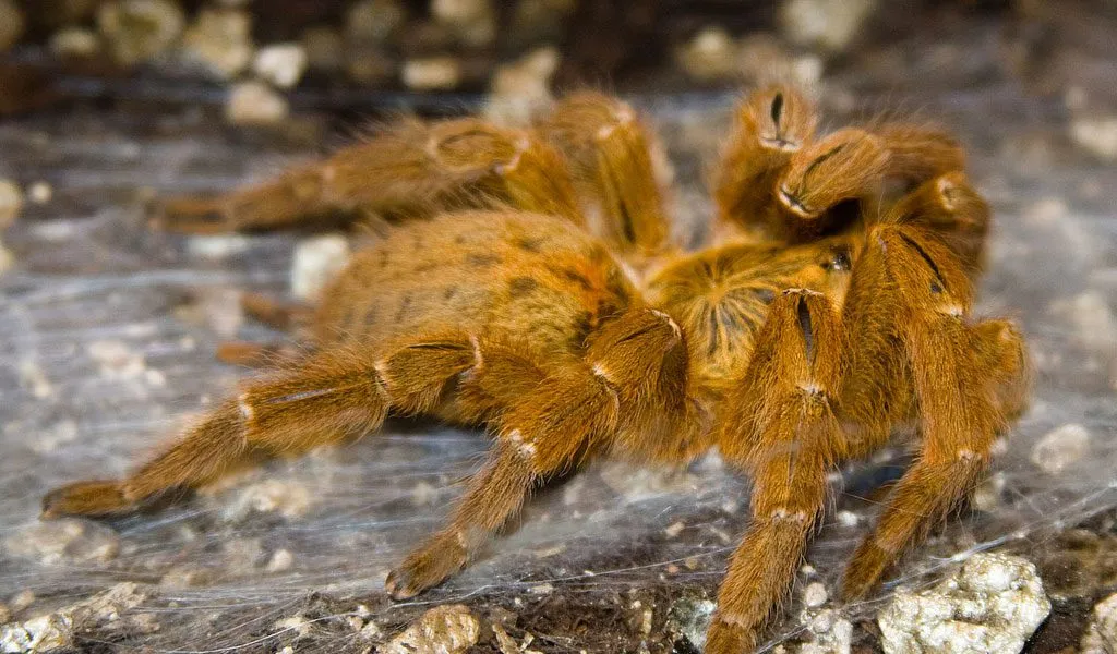 23469 tarantula enclosure