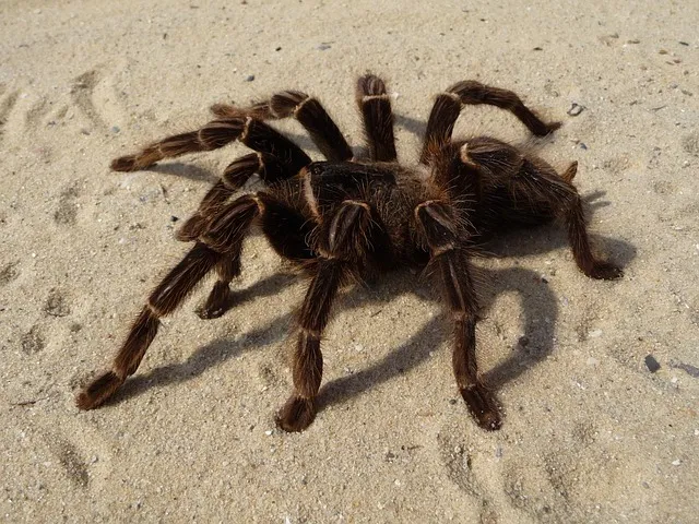 /img/23469-tarantula-health.webp