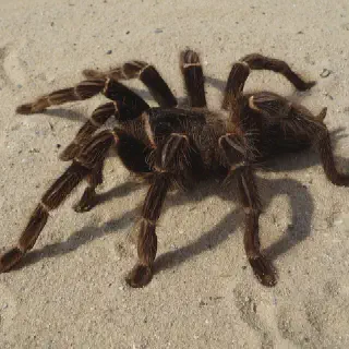 /img/23469-tarantula-health.webp
