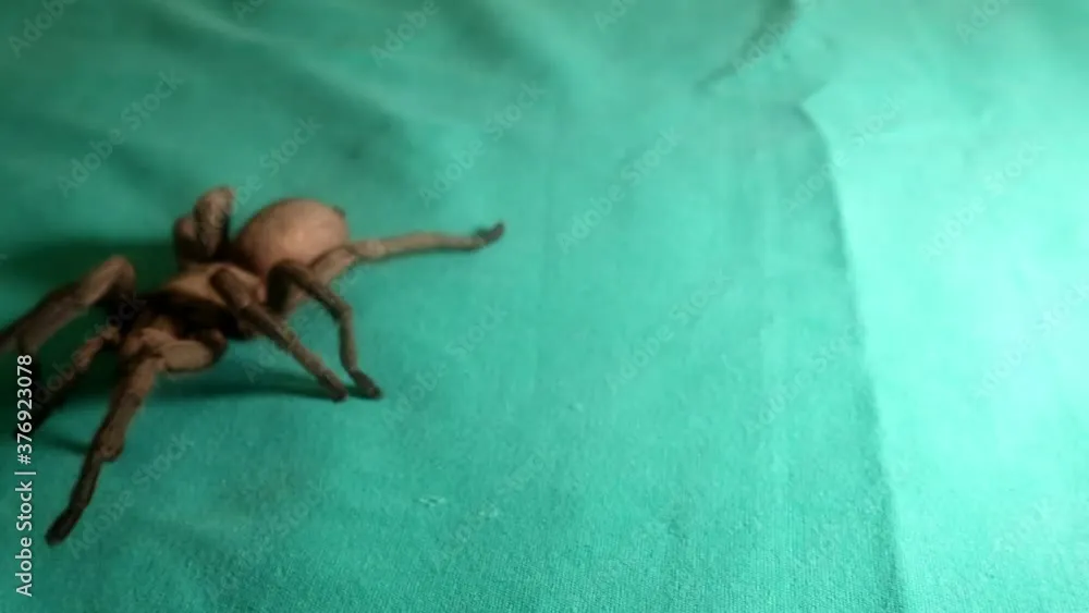 23469 tarantula molting