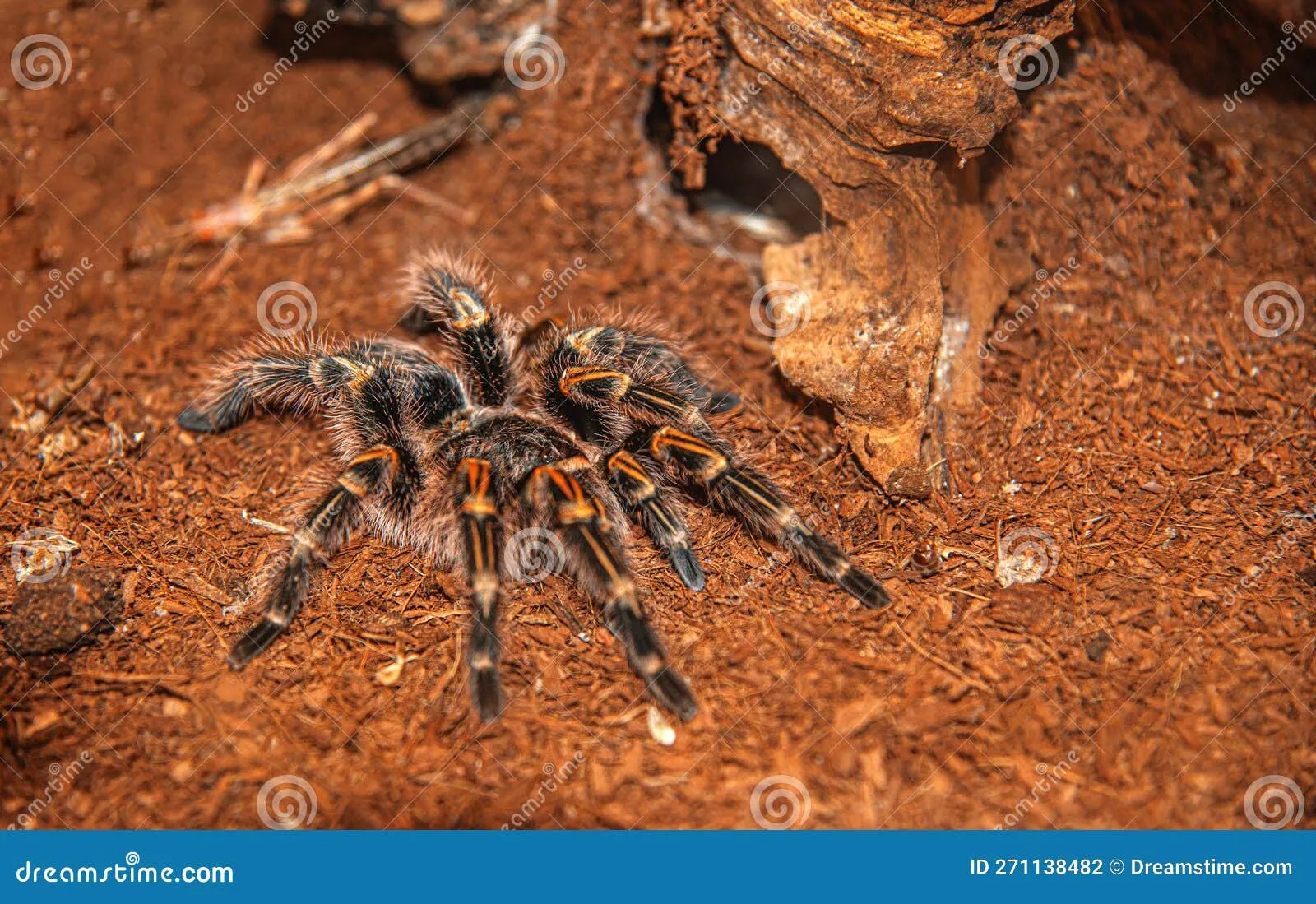 23469 tarantula spider in habitat