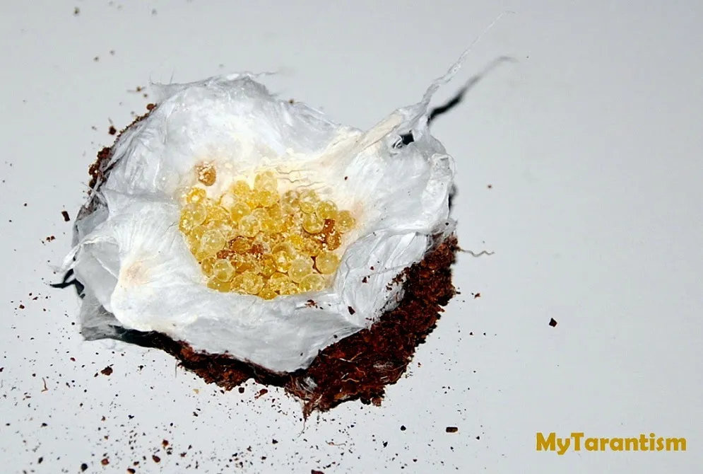 23470 incubator for tarantula egg sack