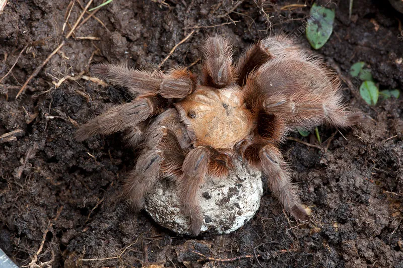 23470 tarantula egg sack inspection
