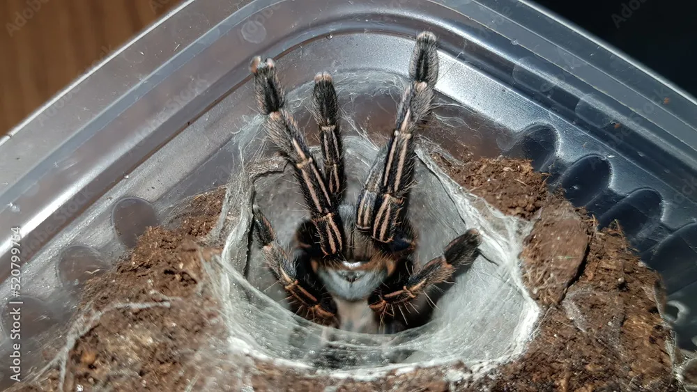 23470 tarantula female with egg sack