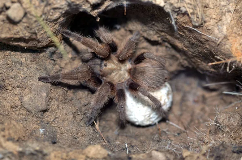 23470 tarantula spiderlings feeding