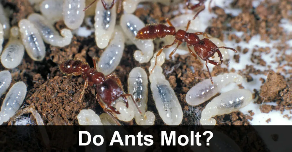 23471 identifying ant species