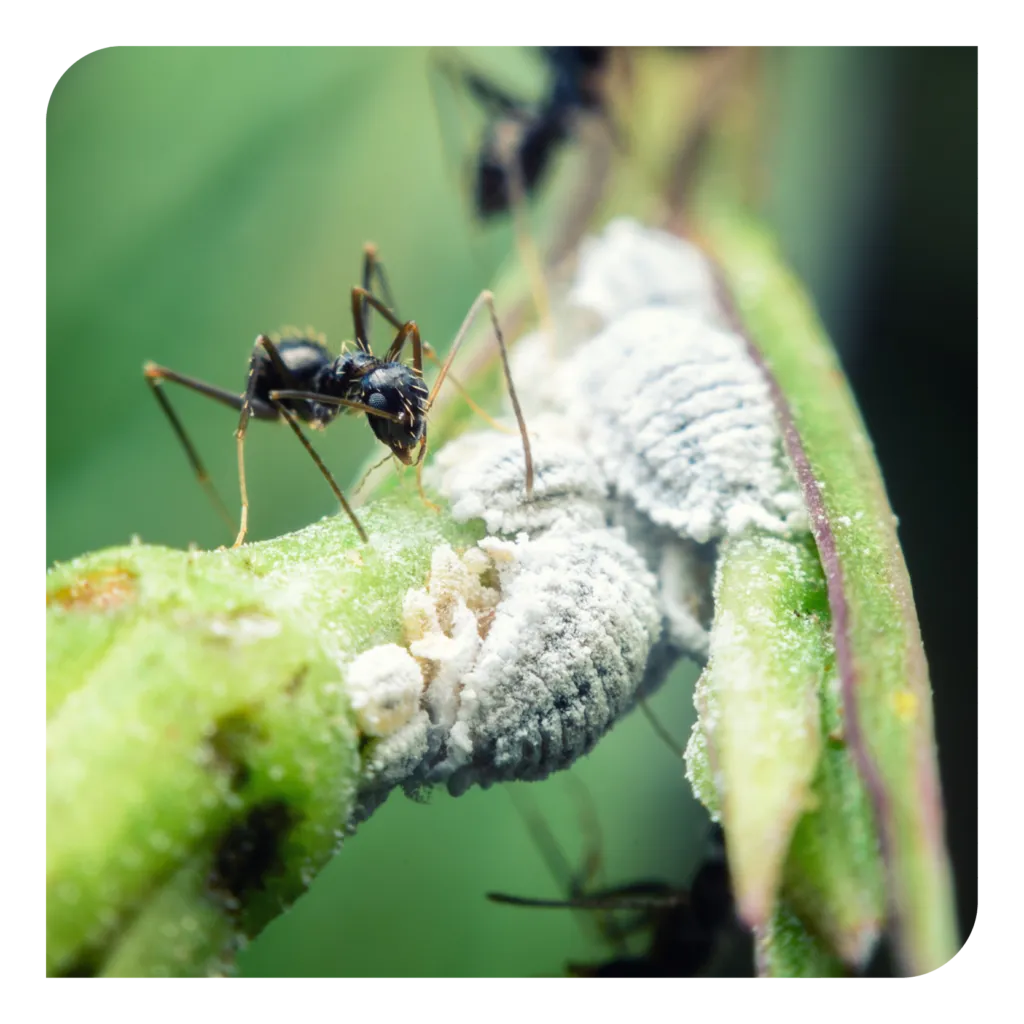 23471 natural ant repellents