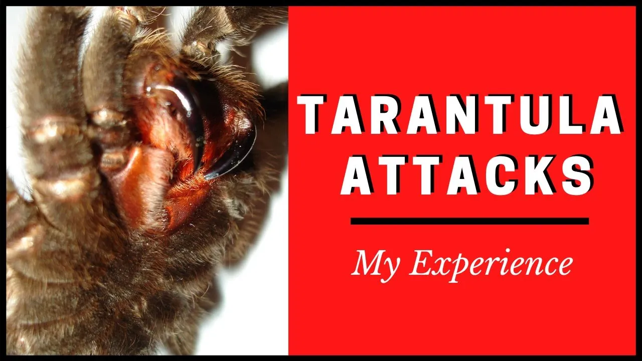 23471 tarantula and ants
