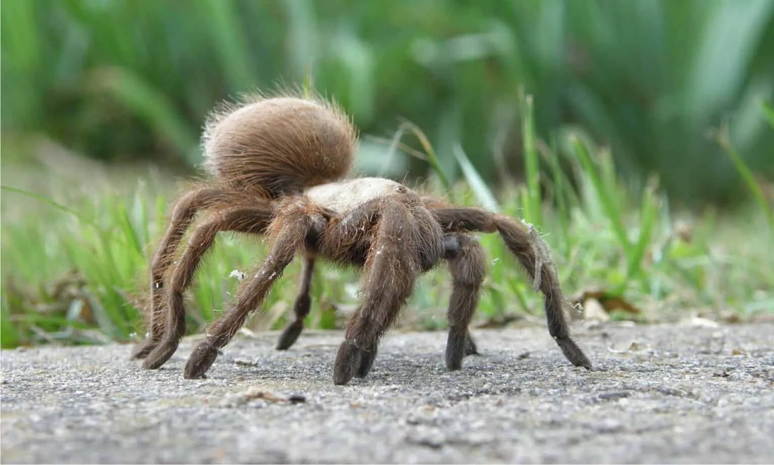 /img/23472-caring-tarantula.webp