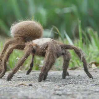 /img/23472-caring-tarantula.webp