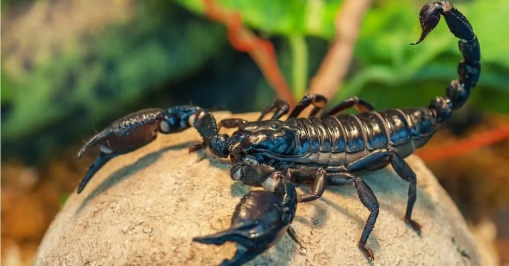 23472 scorpion defense