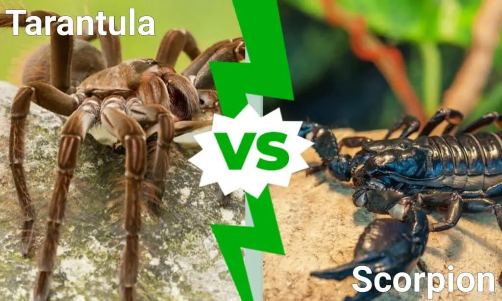 23472 tarantula attacking