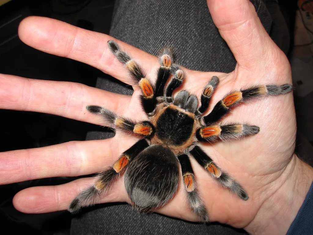 23473 tarantula feeding