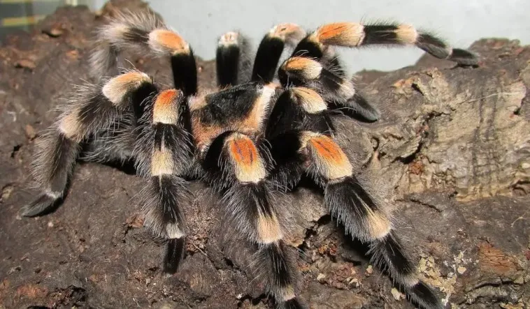 23473 tarantula handling