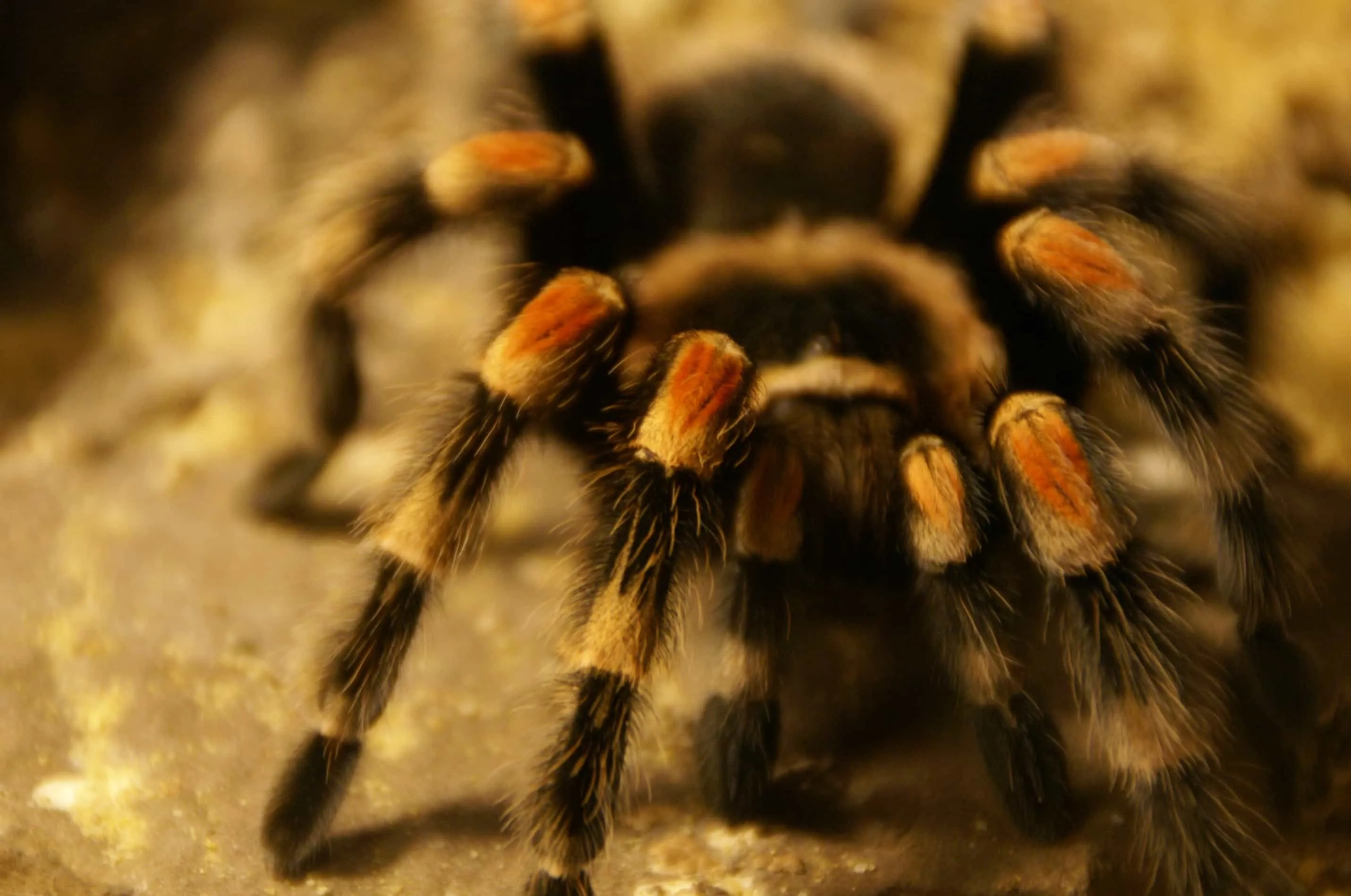 23473 tarantula health issues
