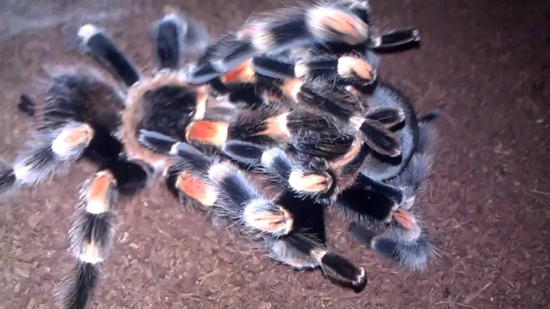 23473 tarantula molting