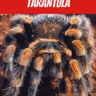/img/23473-tarantula-substrate.webp