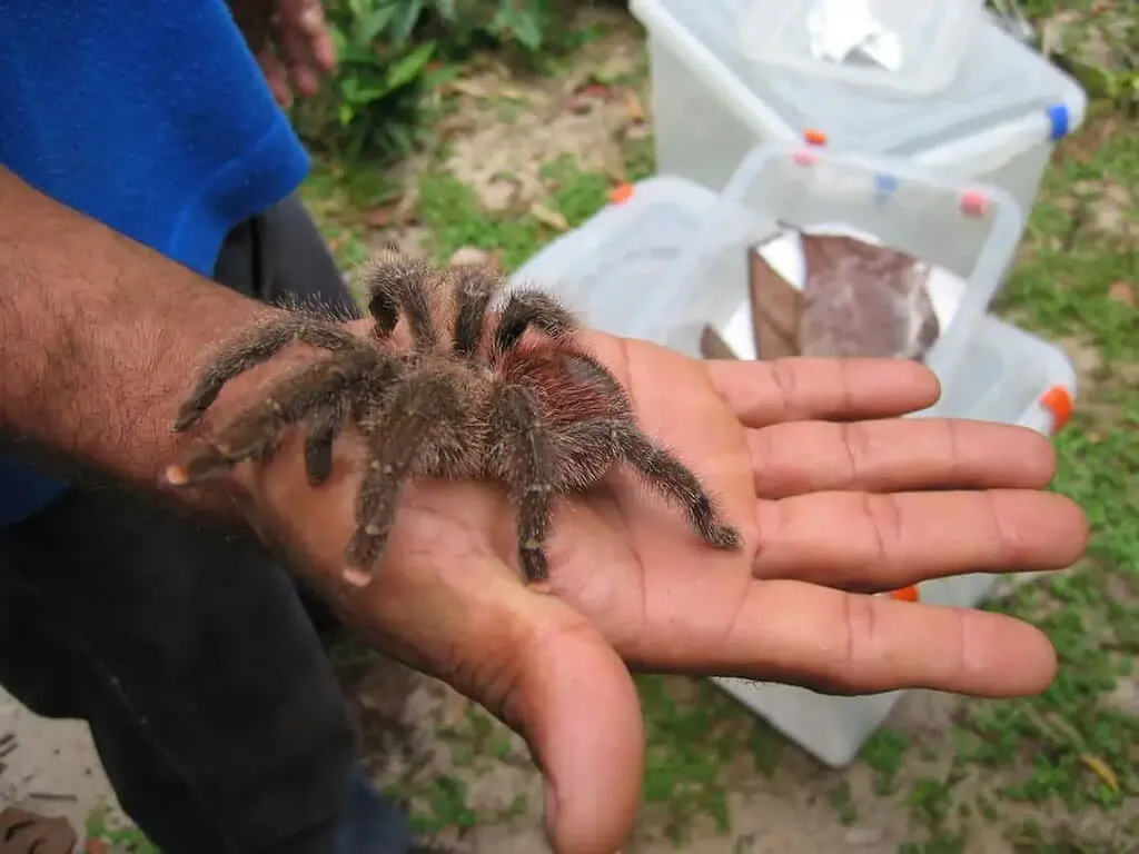 23474 pink toe tarantula enclosure