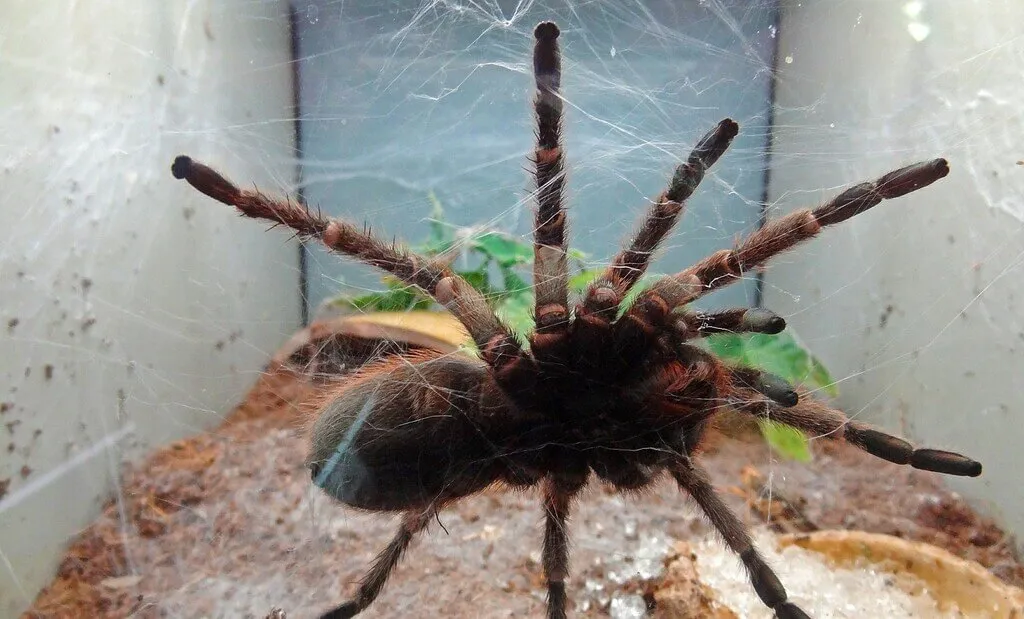 23474 pink toe tarantula molting