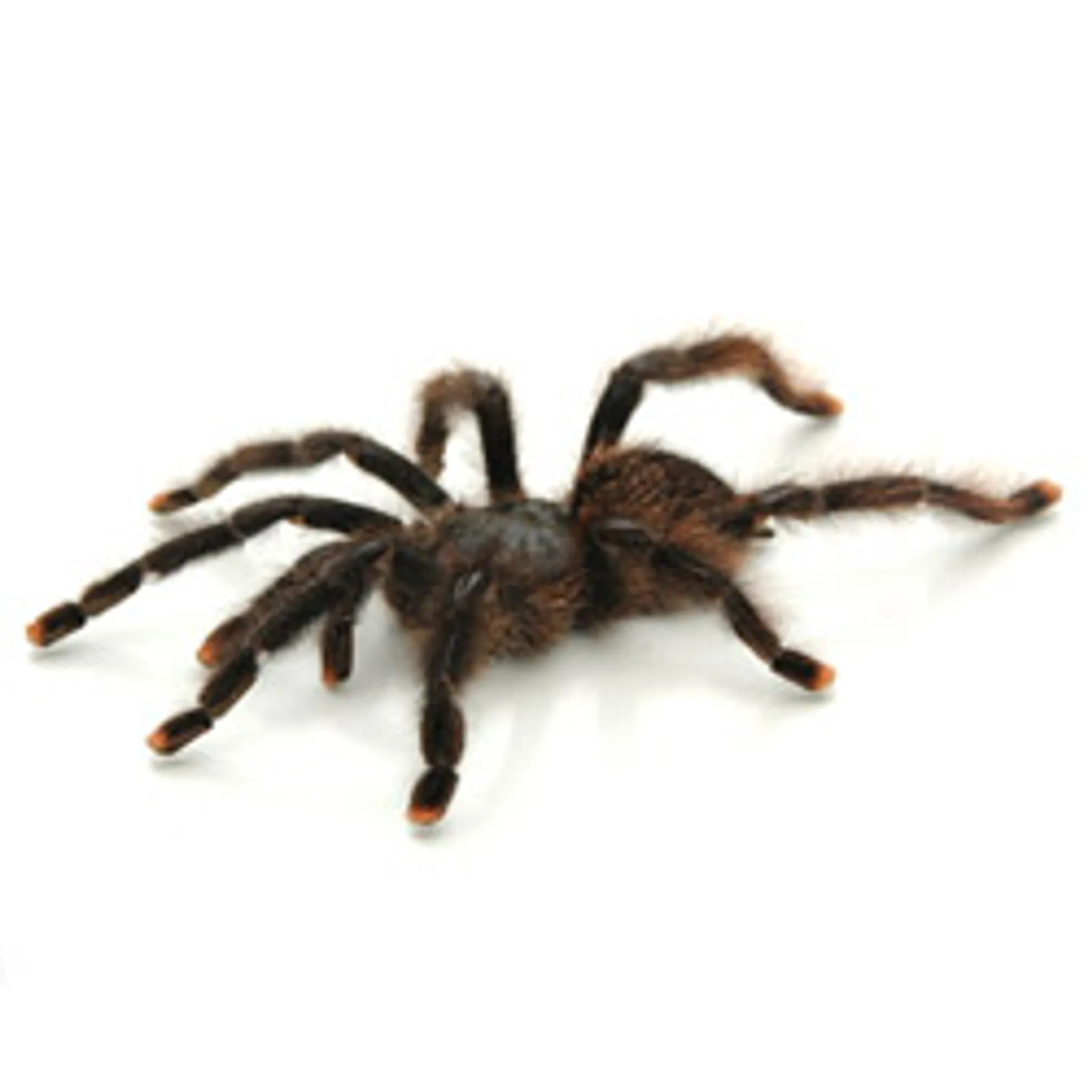 23474 pink toe tarantula overview