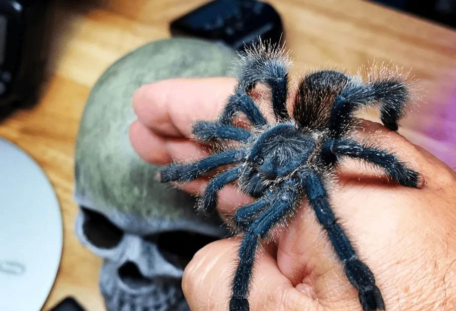 23474 pink toe tarantula substrate