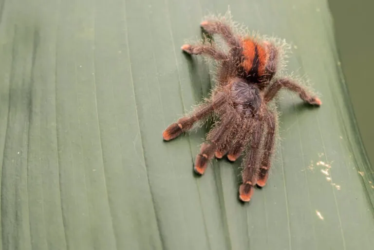 /img/23474-pink-toe-tarantula-watering.webp