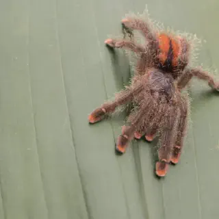 /img/23474-pink-toe-tarantula-watering.webp
