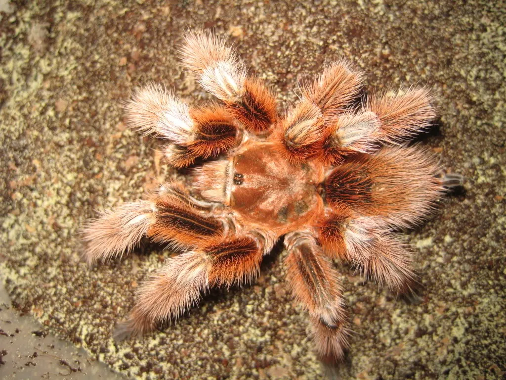 23475 rose tarantula habitat