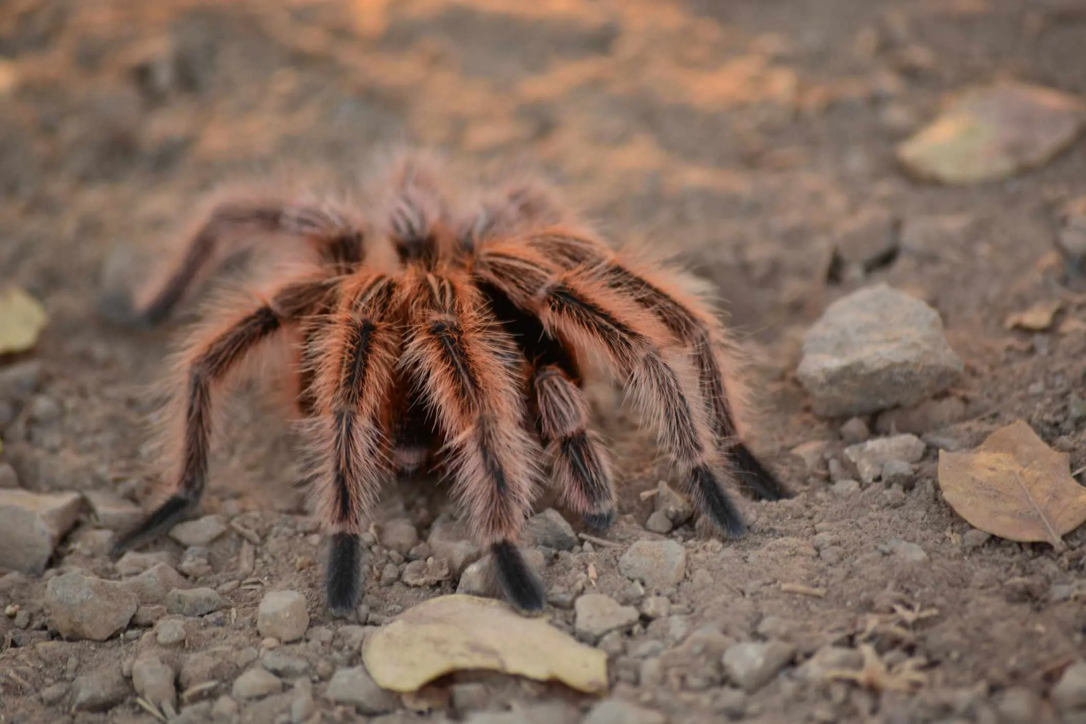 23475 rose tarantula handling
