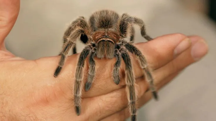 /img/23475-rose-tarantula-health.webp